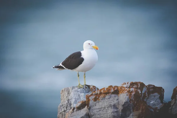 Image Rapprochée Une Mouette Dos Noir Assise Sur Rocher Dans — Photo