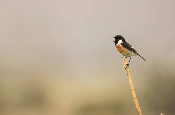 Close up photo a Stone Chat Bird sitting on a reed in a meadow