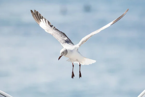 Close Images Grey Headed Gulls Flying Overhead Looking Food Scraps — Stock Photo, Image