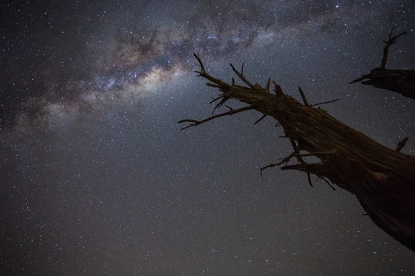 Širokoúhlý Obraz Hořící Milkyway Přes Starý Mrtvý Strom — Stock fotografie