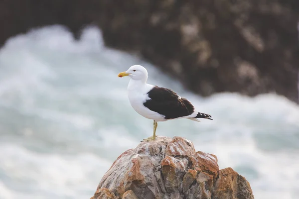 Immagine Ravvicinata Gabbiano Nero Sorpassato Volo Sull Oceano — Foto Stock