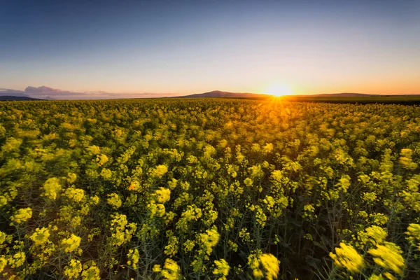 明るい黄色の菜種フィールド南アフリカ共和国の西ケープの上に沈む夕日の広角画像 — ストック写真