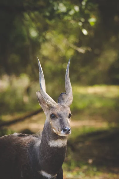 Imagen Cerca Bushbuck Los Bosques Naturales Alrededor Ciudad Costera Knysna — Foto de Stock