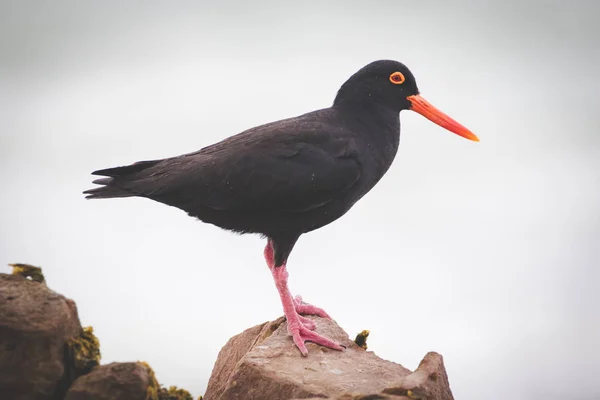 Close up image of a black oyster catcher feeding on the rocks in the tidal region in the western cape of south africa