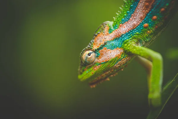 Feche Imagem Camaleão Com Cores Vivas Fundo Verde — Fotografia de Stock