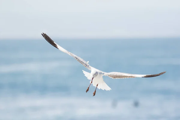 Images Rapprochées Goélands Tête Grise Volant Dessus Leurs Têtes Recherche — Photo