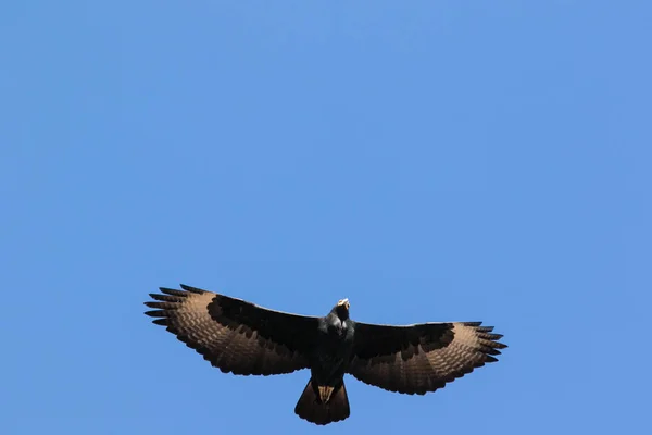 Imagem Perto Uma Águias Negras Subindo Alto Céu Sobre Região — Fotografia de Stock