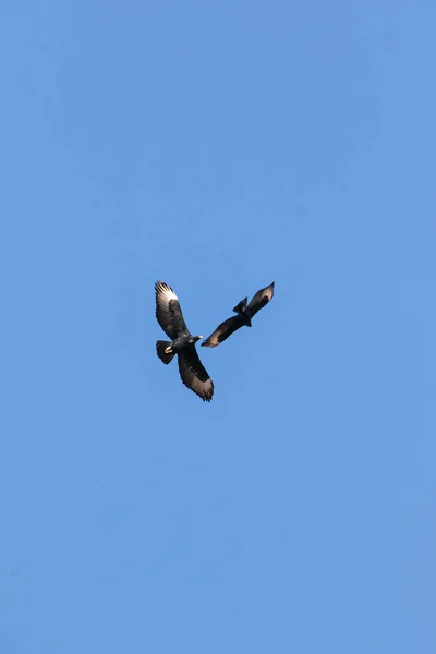 Image Rapprochée Aigle Noir Qui Vole Haut Dans Ciel Dessus — Photo