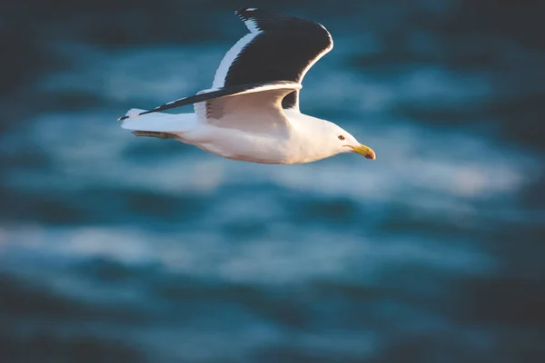 Nahaufnahme Einer Schwarzen Rückenmöwe Flug Über Den Ozean — Stockfoto