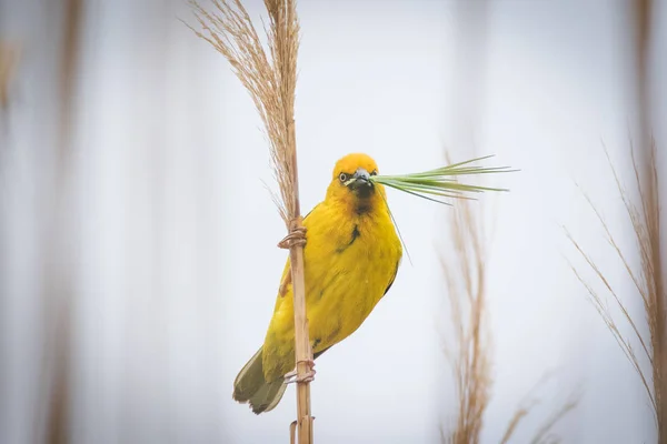 Weber Sammeln Gras Südafrika Ein Nest Bauen — Stockfoto