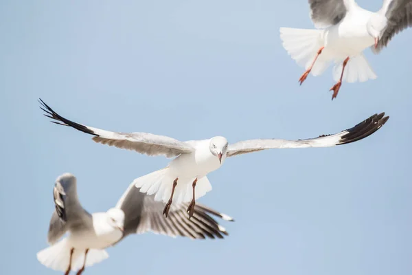 Images Rapprochées Goélands Tête Grise Volant Dessus Leurs Têtes Recherche — Photo