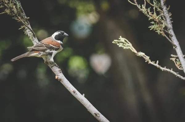 Close Image Common Sparrow Sitting Tree Branch — Stock Photo, Image