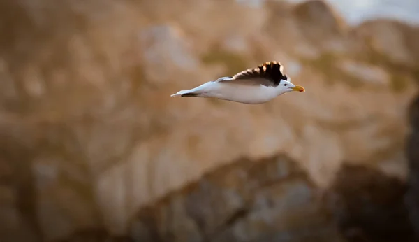 Close Image Black Backed Seagull Flight Ocean — Stock Photo, Image