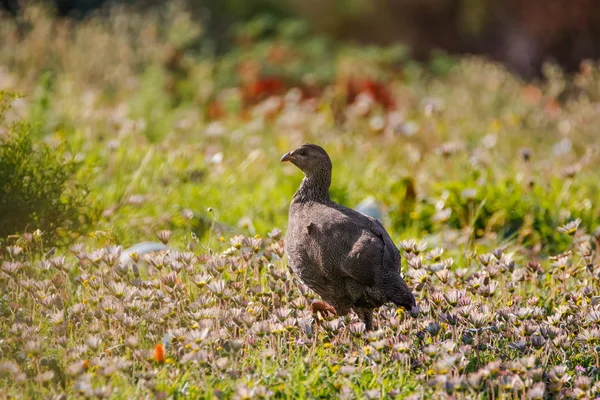 Close up image of a partridge walking in a flower field — Stock Image Close Image Partridge Walking Flower Field Royalty Free Stock Photos