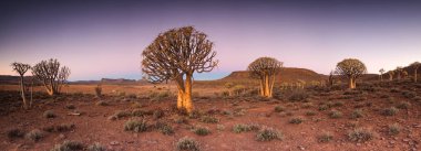 Geniş açılı manzara fotoğraf üzerinde Nieuwoudtville Northern Cape, Güney Afrika için titreme ağaç ormanda günbatımı
