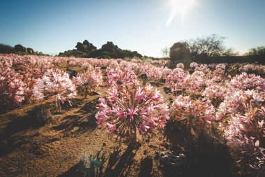 (Brunsvigia Bosmaniae) Mart çiçeklenir Nieuwoudtville Northern Cape, Güney Afrika için panoramik manzara görüntüleri