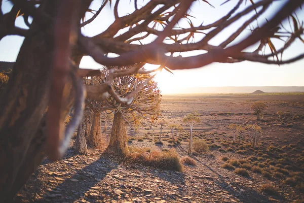 Sonnenuntergang Über Dem Uralten Köcherbaumwald Nieuwoudtville Nordkap Südafrikas — Stockfoto
