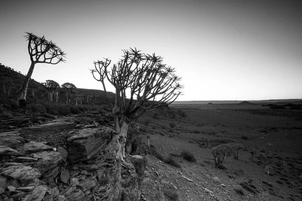 Nieuwoudtville 南アフリカ共和国の北ケープでの矢筒の木の森に沈む夕日の広角風景写真 — ストック写真