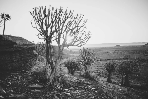 Nieuwoudtville 南アフリカ共和国の北ケープでの古い時代の矢筒木の森に沈む夕日 — ストック写真