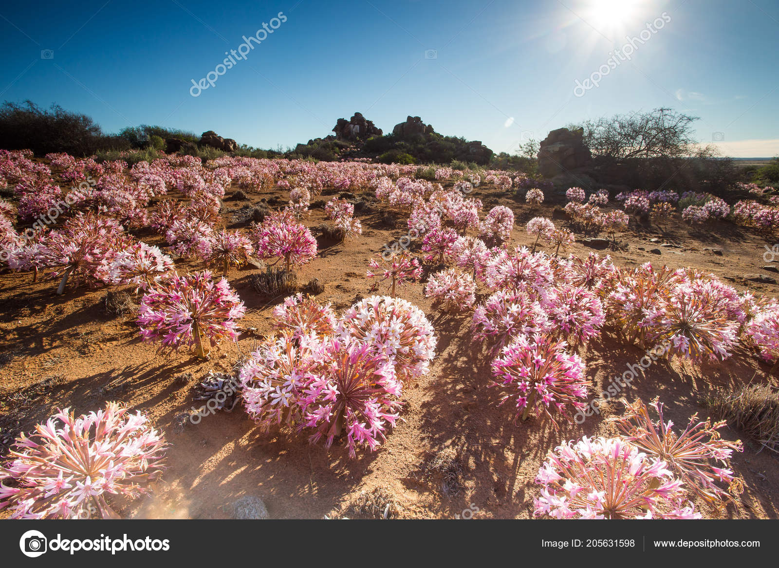 Panoramic Landscape Images March Flowers Brunsvigia Bosmaniae Nieuwoudtville Northern Cape Stock Photo Image By C Dewald Dewaldkirsten 205631598