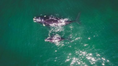Aerial view over a Southern Right Whale and her calf along the overberg coast close to Hermanus in South Africa clipart
