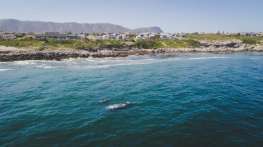 Güney bir balina ve yavrularıyla Güney Afrika'da Hermanus yakın overberg kıyısında havadan görünümü