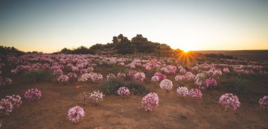(Brunsvigia Bosmaniae) Mart çiçeklenir Nieuwoudtville Northern Cape, Güney Afrika için panoramik manzara görüntüleri