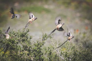 Güney Afrika'da bir diken Bush güneşlenme kahverengi fare kuşlar bir grup fotoğrafı kapatın