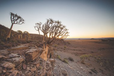Geniş açılı manzara fotoğraf üzerinde Nieuwoudtville Northern Cape, Güney Afrika için titreme ağaç ormanda günbatımı
