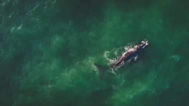 Güney bir balina ve yavrularıyla Güney Afrika'da Hermanus yakın overberg kıyısında havadan görünümü
