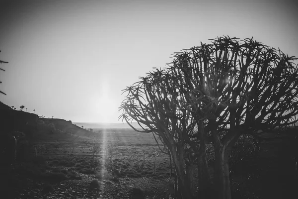 Puesta Sol Sobre Antiguo Bosque Carcaj Nieuwoudtville Cabo Norte Sudáfrica — Foto de Stock