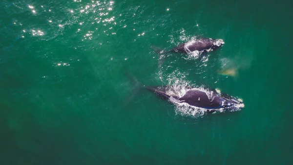 Vista Aérea Una Ballena Franca Del Sur Cría Largo Costa —  Fotos de Stock