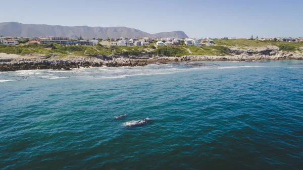 Luchtfoto Uitzicht Een Zuidelijke Recht Walvis Haar Kalf Langs Kust — Stockfoto