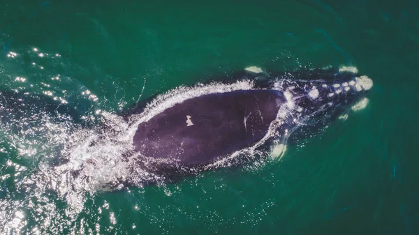 Aerial View Southern Right Whale Overberg Coast Close Hermanus South — Stock Photo, Image