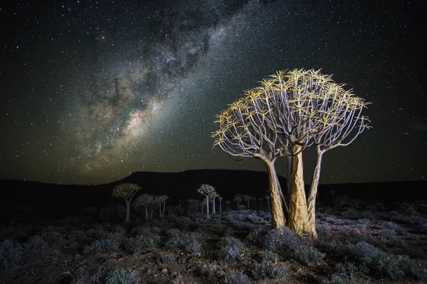 Wide Angle Astro Photography Photo Blazing Milky Way Quiver Tree — Stock Photo, Image