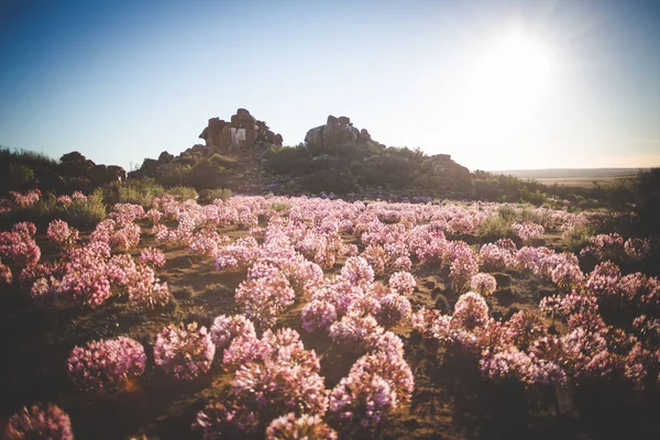 Nieuwoudtville 南アフリカ共和国の北ケープでの 月の花 Brunsvigia Bosmaniae のパノラマ風景画像 — ストック写真