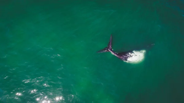 Αεροφωτογραφία Πάνω Από Ένα Νότιο Φάλαινα Δικαίωμα Κατά Μήκος Της — Φωτογραφία Αρχείου