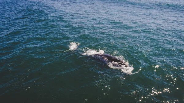 Luchtfoto Een Zuidelijke Recht Walvis Langs Kust Overberg Dicht Bij — Stockfoto