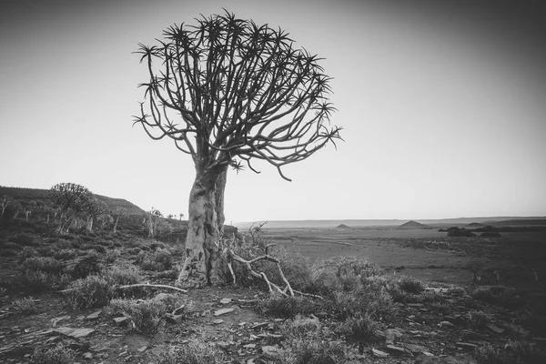 Nieuwoudtville 南アフリカ共和国の北ケープでの矢筒の木の森に沈む夕日の広角風景写真 — ストック写真