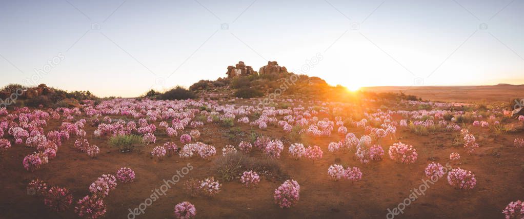 Panoramic landscape images of the March flowers (Brunsvigia Bosmaniae) in Nieuwoudtville in the Northern Cape of South Africa