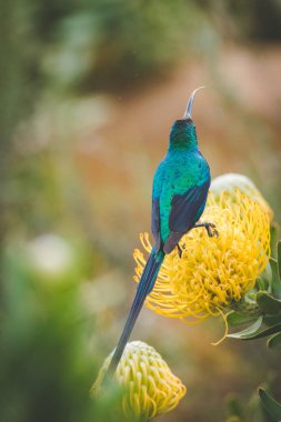 Parlak renkli bir erkek malakit Sunbird parlak sarı iğne yastığı Güney Afrika Batı cape protea oturan görüntüsünü kapatmak