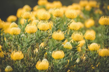 Güney Afrika Batı cape fynbos çiçek Krallık parlak sarı iğnelik proteas görüntü kadar kapatın