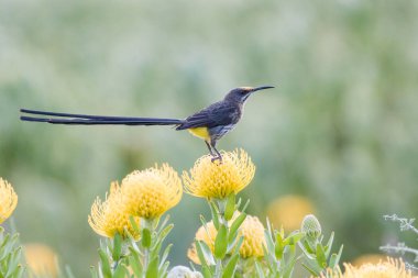 Cape Sugarbird parlak sarı iğnelik proteas dolu bir alanda görüntüsünü kapatmak.
