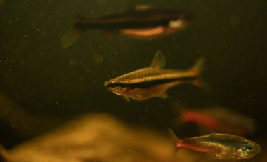 Bir kalem balık içinde katı atık akvaryum görüntüsünü kapatmak