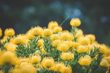 Close up image of bright yellow pincushion proteas in the western cape fynbos floral kingdom in south africa clipart