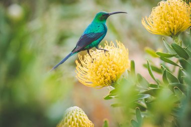 Parlak renkli bir erkek malakit Sunbird parlak sarı iğne yastığı Güney Afrika Batı cape protea oturan görüntüsünü kapatmak