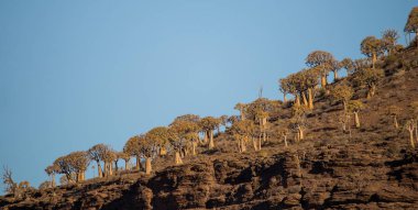 Landscape and close up images of quiver trees in the ancient quiver tree forest in Nieuwoudtville in the Northenr cape of south africa clipart