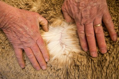 Eski eller onun merinos yün koyun yünü kalitesini kontrol Karoo çiftçinin görüntü kadar kapatın.