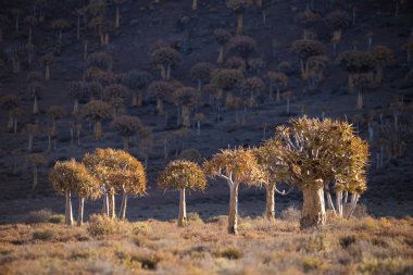 Manzara ve Nieuwoudtville Northenr cape Güney Afrika için antik titreme ağaç ormanda ağaçlarda titreme görüntülerini kapat