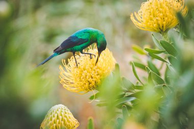 Close up image of a brightly coloured male Malachite Sunbird sitting on a bright yellow pincushion protea in the western cape of south africa clipart